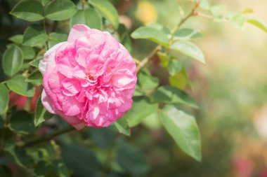 Bahçedeki güller, güzel güneşli bir günde güller güzeldir..