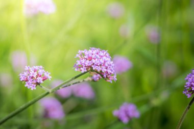 Renkli çiçeklerin arkaplan resmi, arka plan doğası