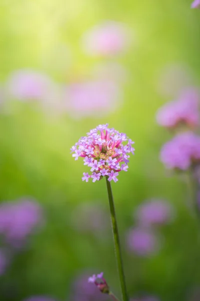 Imagen Fondo Las Flores Colores Naturaleza Fondo — Foto de Stock