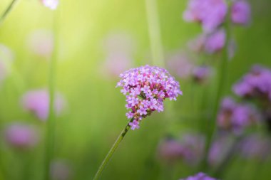 Renkli çiçeklerin arkaplan resmi, arka plan doğası