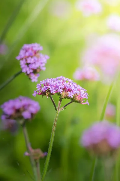 Imagen Fondo Las Flores Colores Naturaleza Fondo — Foto de Stock