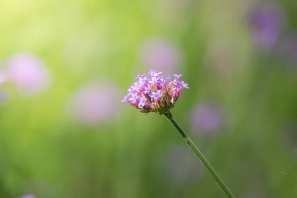 Imagen Fondo Las Flores Colores Naturaleza Fondo — Foto de Stock