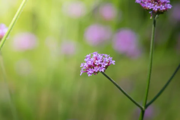 Imagen Fondo Las Flores Colores Naturaleza Fondo — Foto de Stock