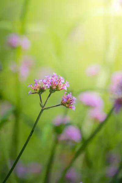 Imagen Fondo Las Flores Colores Naturaleza Fondo — Foto de Stock