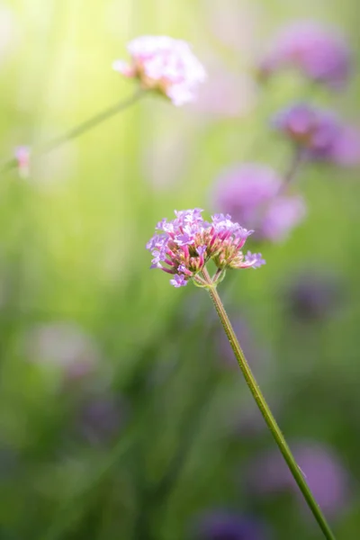 Imagen Fondo Las Flores Colores Naturaleza Fondo — Foto de Stock