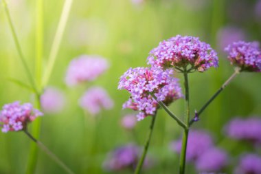 Renkli çiçeklerin arkaplan resmi, arka plan doğası