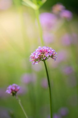 Renkli çiçeklerin arkaplan resmi, arka plan doğası
