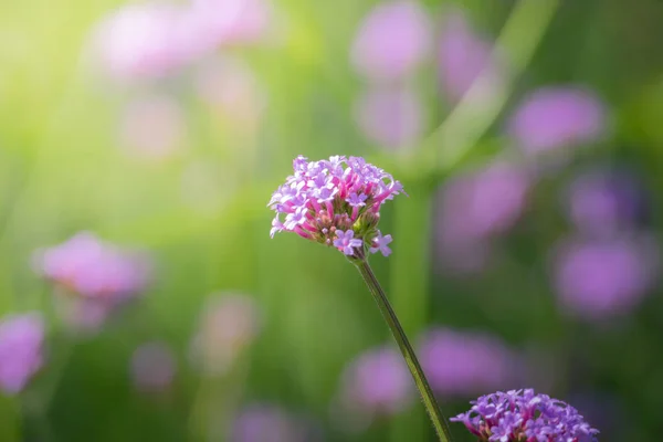 Taustakuva Värikkäitä Kukkia Tausta Luonne — kuvapankkivalokuva