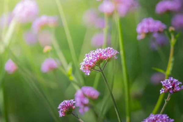 Imagen Fondo Las Flores Colores Naturaleza Fondo — Foto de Stock