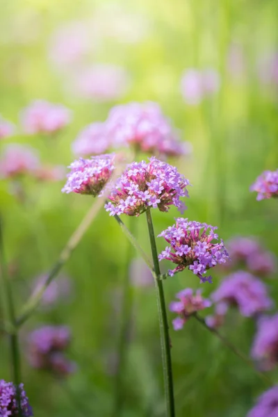 Imagen Fondo Las Flores Colores Naturaleza Fondo — Foto de Stock