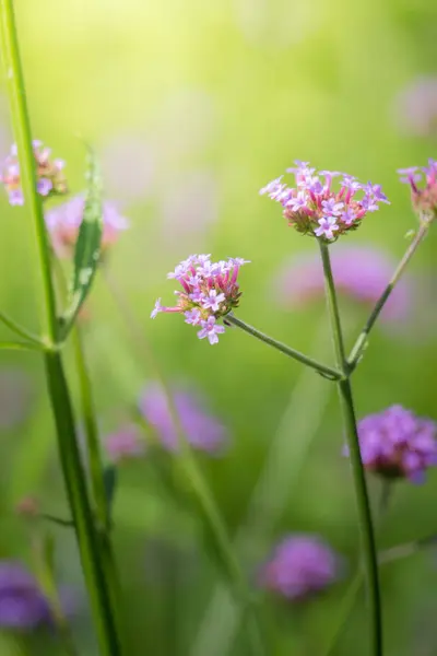 Imagen Fondo Las Flores Colores Naturaleza Fondo — Foto de Stock