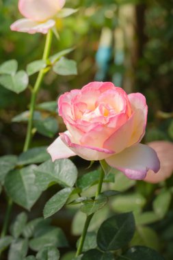 Bahçedeki güller, güzel güneşli bir günde güller güzeldir..