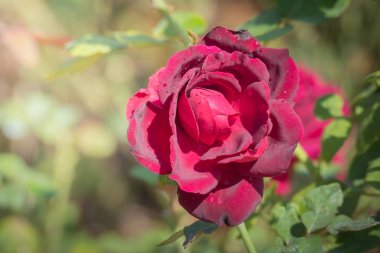 Bahçedeki güller, güzel güneşli bir günde güller güzeldir..