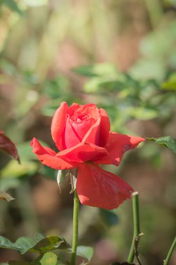 Bahçedeki güller, güzel güneşli bir günde güller güzeldir..