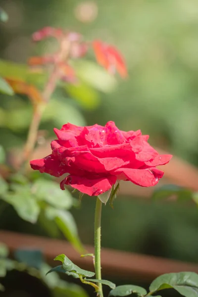 花园里的玫瑰 玫瑰是美丽的 阳光灿烂 — 图库照片