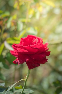 Bahçedeki güller, güzel güneşli bir günde güller güzeldir..
