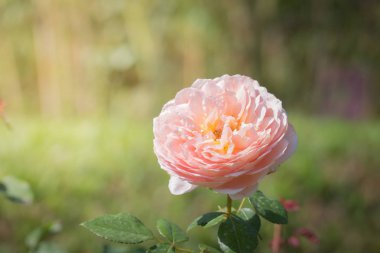 Bahçedeki güller, güzel güneşli bir günde güller güzeldir..
