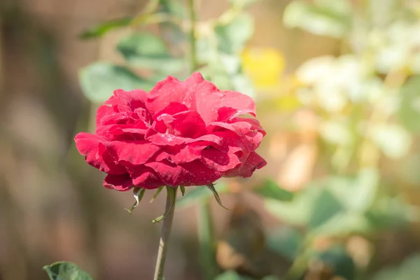 Rosas Jardín Rosas Son Hermosas Con Hermoso Día Soleado — Foto de Stock