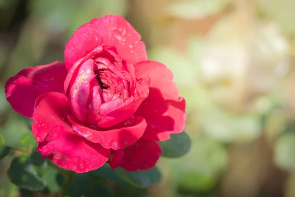 Rosas Jardín Rosas Son Hermosas Con Hermoso Día Soleado — Foto de Stock