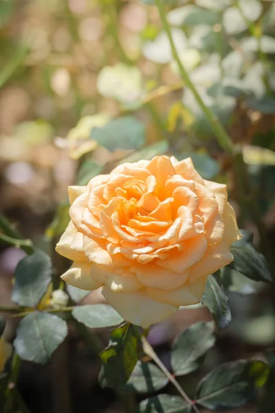 Rosas Jardín Rosas Son Hermosas Con Hermoso Día Soleado — Foto de Stock