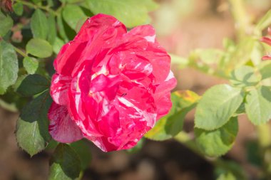 Bahçedeki güller, güzel güneşli bir günde güller güzeldir..