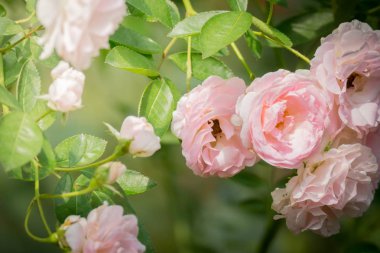 Bahçedeki güller, güzel güneşli bir günde güller güzeldir..