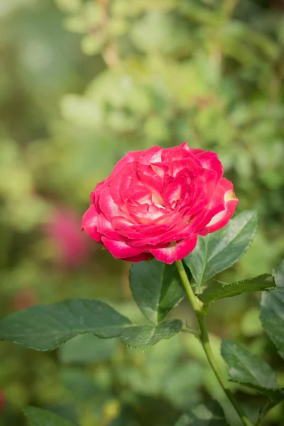 Rosas Jardín Rosas Son Hermosas Con Hermoso Día Soleado —  Fotos de Stock