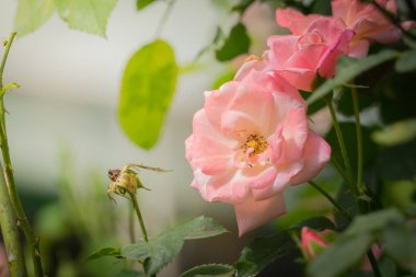 Bahçedeki güller, güzel güneşli bir günde güller güzeldir..