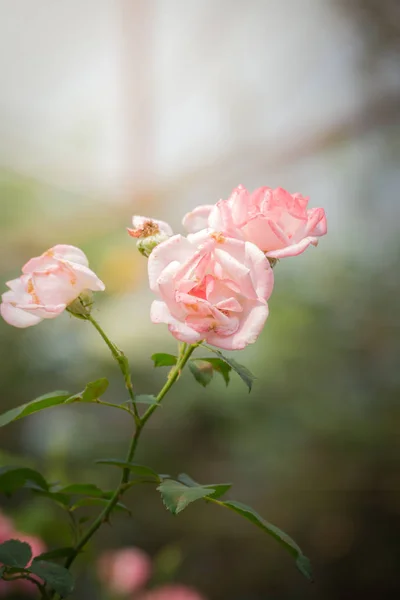 Rosas Jardín Rosas Son Hermosas Con Hermoso Día Soleado — Foto de Stock