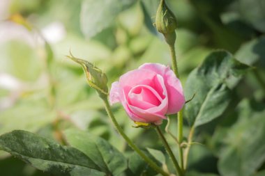 Bahçedeki güller, güzel güneşli bir günde güller güzeldir..
