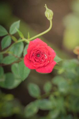 Bahçedeki güller, güzel güneşli bir günde güller güzeldir..
