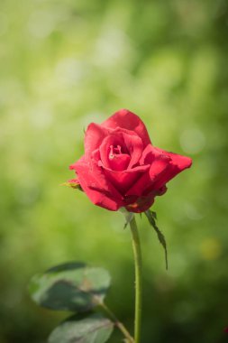 Bahçedeki güller, güzel güneşli bir günde güller güzeldir..