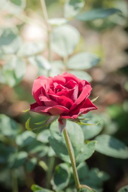 Bahçedeki güller, güzel güneşli bir günde güller güzeldir..