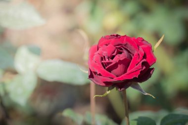Bahçedeki güller, güzel güneşli bir günde güller güzeldir..