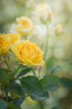 Bahçedeki güller, güzel güneşli bir günde güller güzeldir..