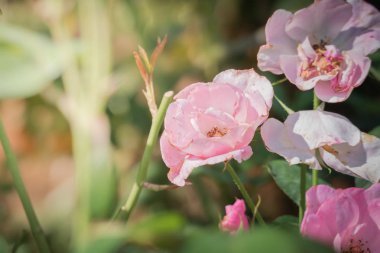 Bahçedeki güller, güzel güneşli bir günde güller güzeldir..