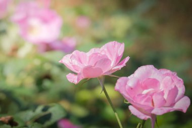 Bahçedeki güller, güzel güneşli bir günde güller güzeldir..