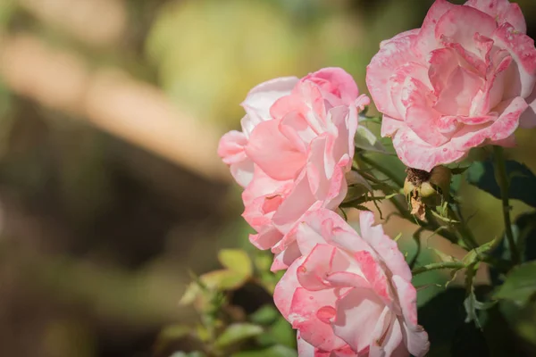 Roses Garden Roses Beautiful Beautiful Sunny Day — Stock Photo, Image