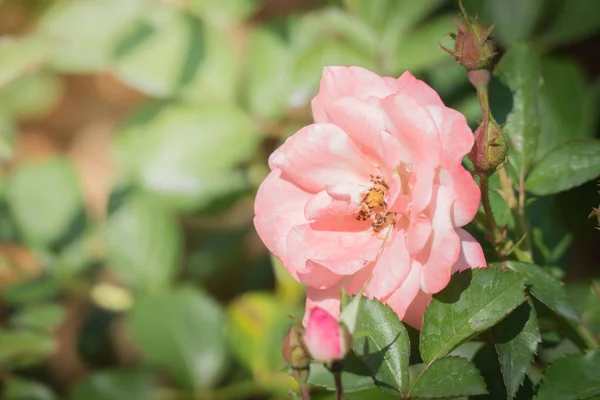 Rosas Jardín Rosas Son Hermosas Con Hermoso Día Soleado — Foto de Stock