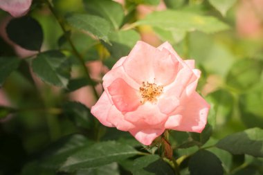 Bahçedeki güller, güzel güneşli bir günde güller güzeldir..