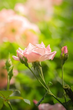 Bahçedeki güller, güzel güneşli bir günde güller güzeldir..