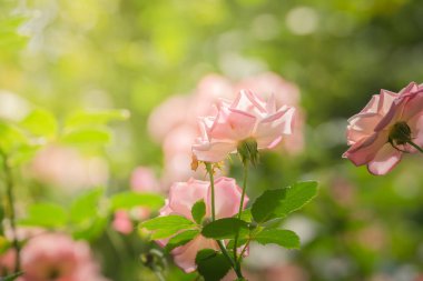 Bahçedeki güller, güzel güneşli bir günde güller güzeldir..