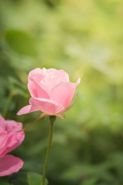 Bahçedeki güller, güzel güneşli bir günde güller güzeldir..