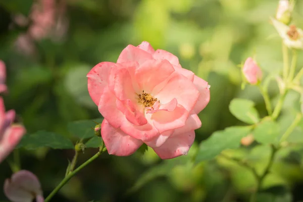 Rosas Jardín Rosas Son Hermosas Con Hermoso Día Soleado — Foto de Stock