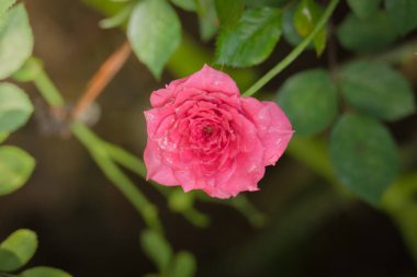 Bahçedeki güller, güzel güneşli bir günde güller güzeldir..