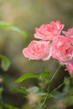 Bahçedeki güller, güzel güneşli bir günde güller güzeldir..