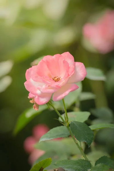 Rosas Jardín Rosas Son Hermosas Con Hermoso Día Soleado — Foto de Stock