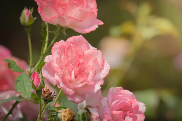 Rosas Jardín Rosas Son Hermosas Con Hermoso Día Soleado — Foto de Stock