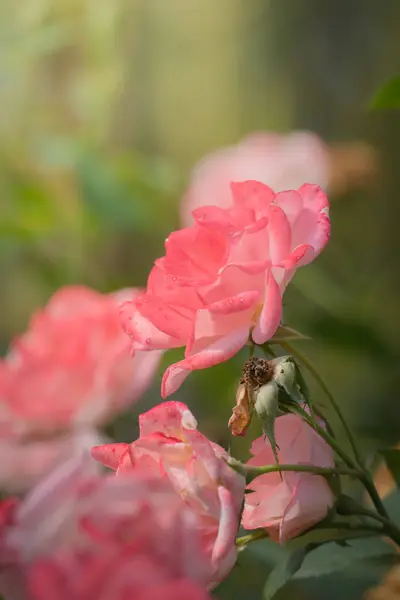 Rose Giardino Rose Sono Belle Con Una Bella Giornata Sole — Foto Stock