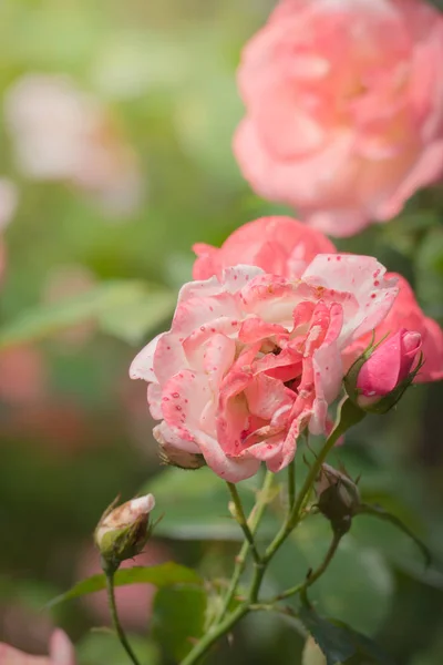 Rosas Jardín Rosas Son Hermosas Con Hermoso Día Soleado — Foto de Stock